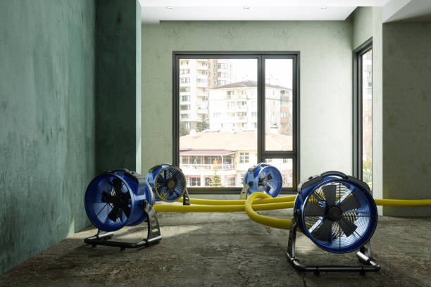 Best Basement water damage restoration  in Wilderness Rim, WA