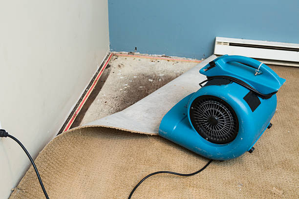 Best Water damage cleanup near me  in Wilderness Rim, WA